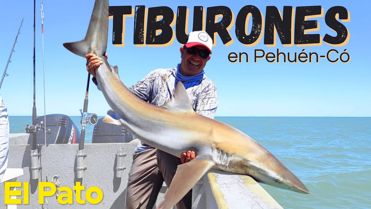 PESCAMOS TIBURONES EN PEHUEN CO - EL PATO 1223