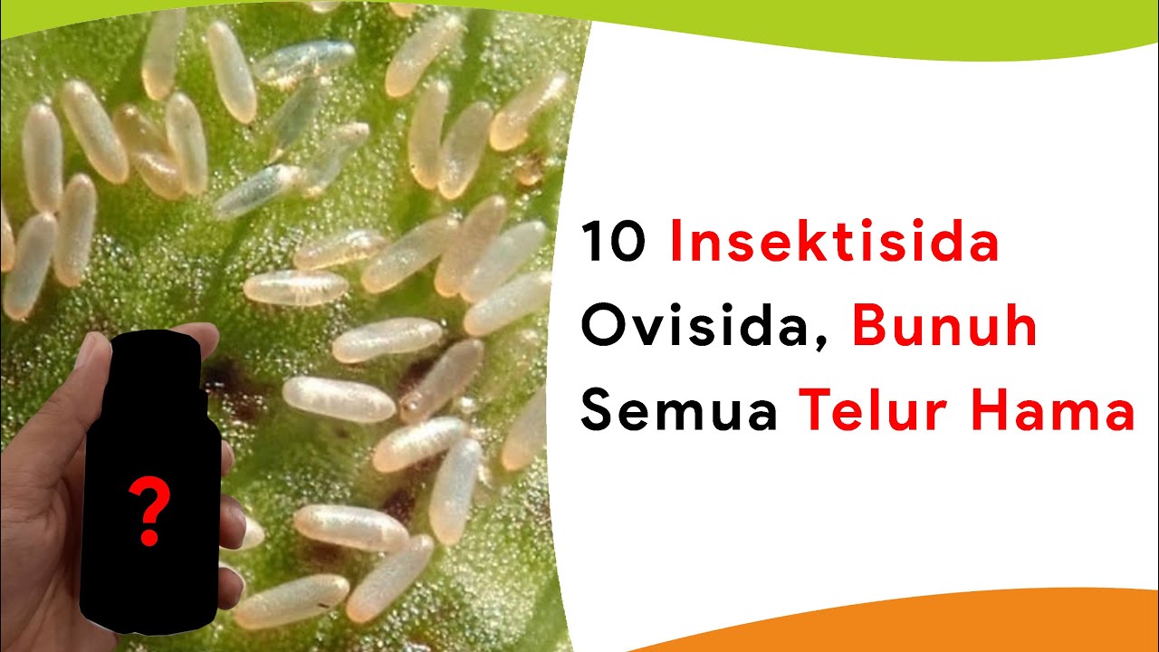 10 Insektisida dengan Sifat Ovisida Bunuh Semua Telur Hama