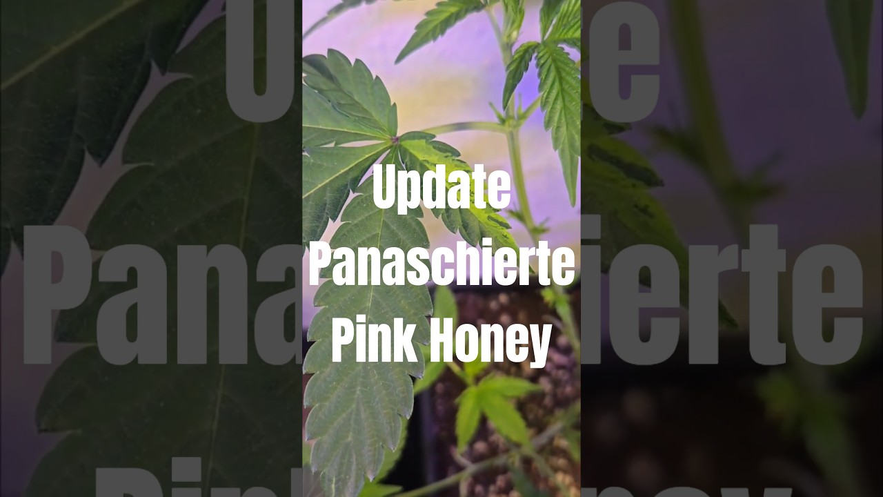 Update panaschierte Pink Honey 🌱🌿 #indoorplants #plants #420