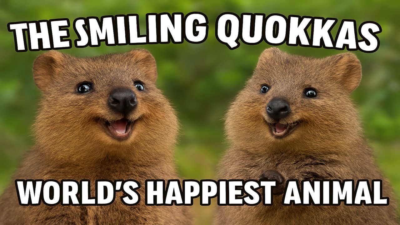 Why The Smiling Quokka Are Called The World&rsquo;s Happiest Animal Explained