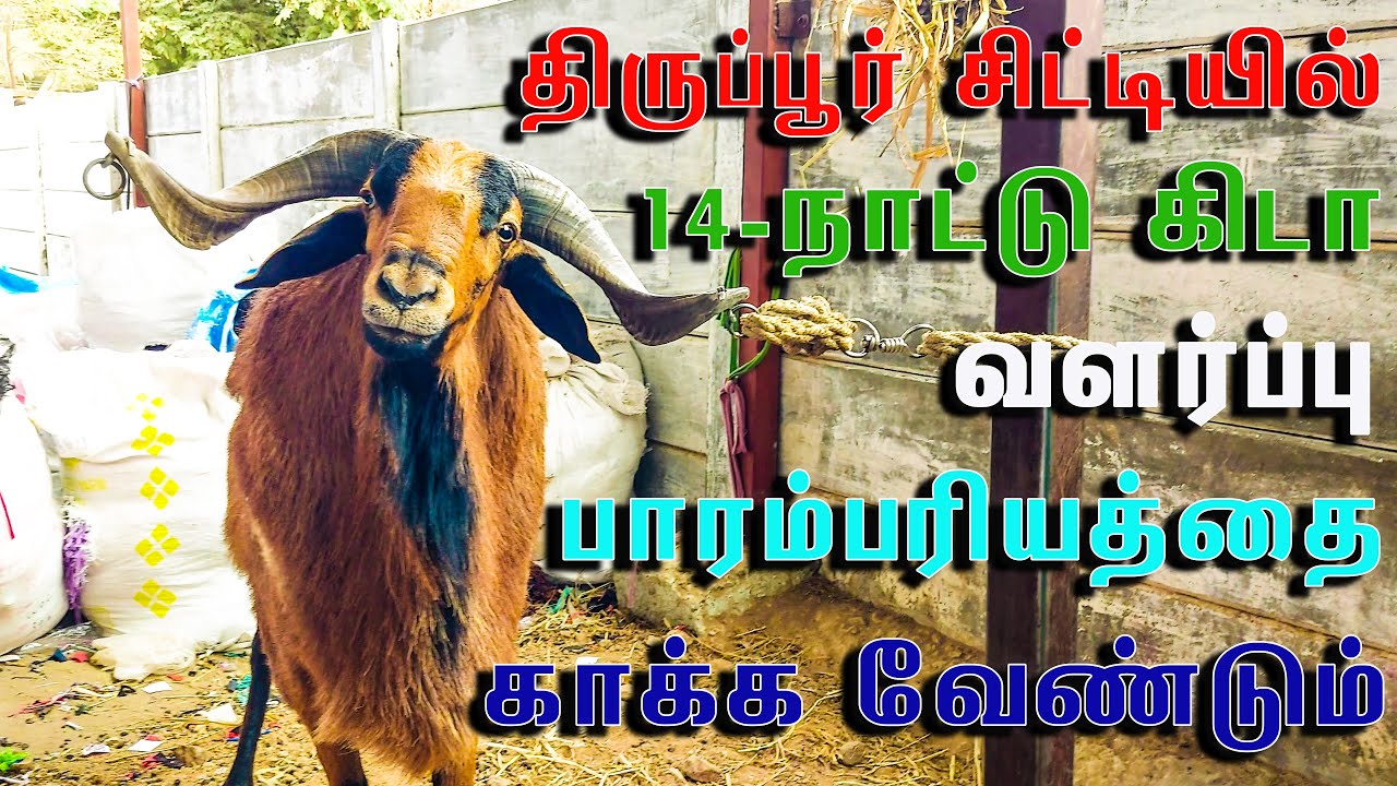 பேறுக்காக பாரம்பரிய கிடா வளர்க்கிறேன்|இடம் பற்றாற்குறை இருந்தாலும் 14 கிடா #goat #vivasayaarvalargal