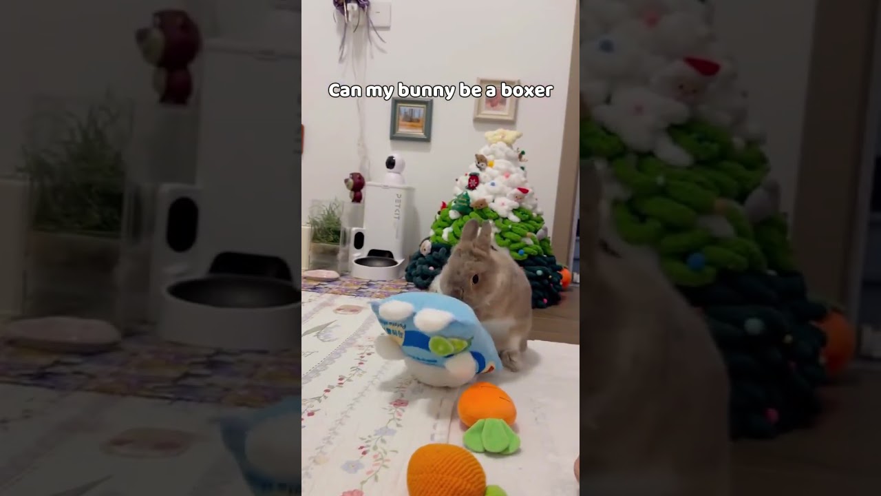Bunny Boxer 