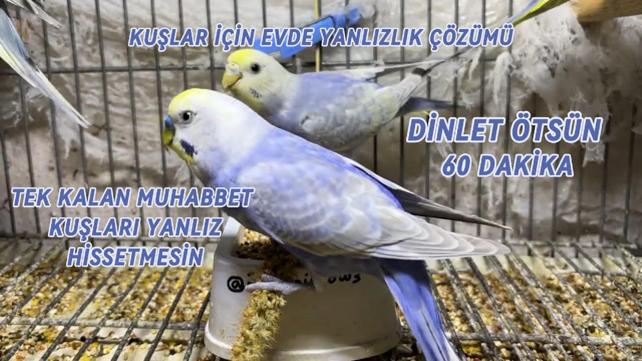 1 Saatlik Muhabbet Kuşu Sesleri  🐦 | Rahatlatıcı ve Kesintisiz Kuş Videosu