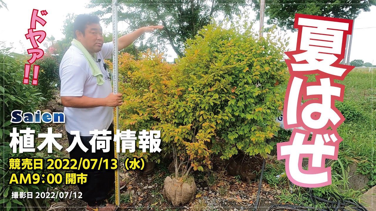 【Saien】植木入荷情報（2022/07/12 11:00頃）【夏ハゼ＆ソヨゴに注目‼】