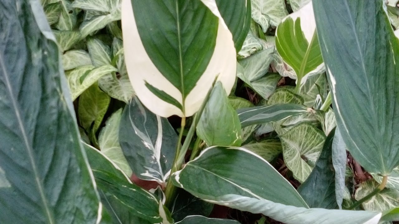Maranta Arundinacea Variegata