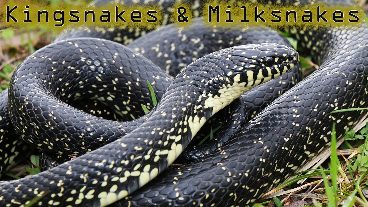 Huge kingsnake while herping Southern Illinois