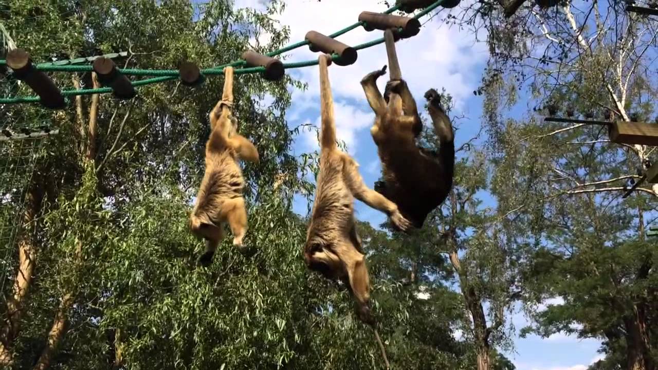 Małpki w ZOO Wrocław