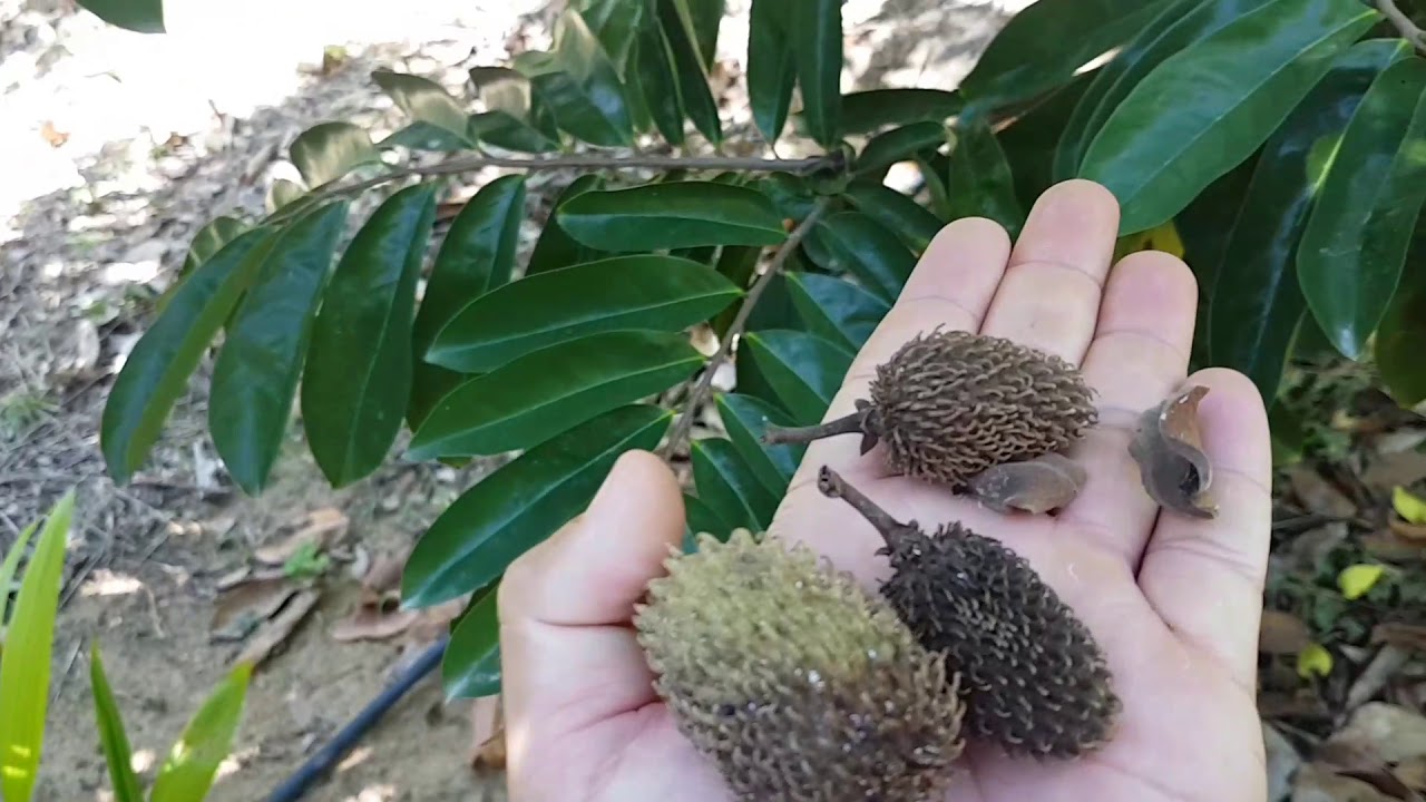 COMO SABER QUAL FRUTO DA GRAVIOLA VAI VINGAR? É POSSÍVEL SABER ? QUAIS CUIDADOS?