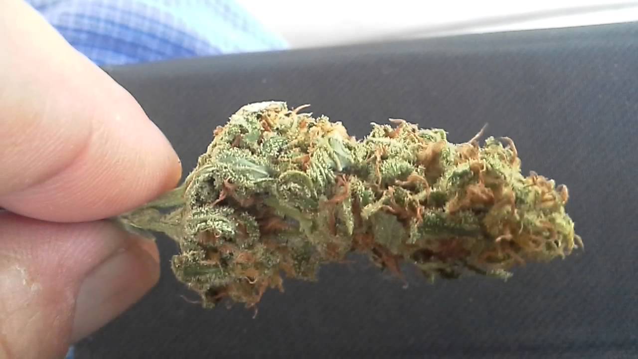 Tasting the ms badazz plant