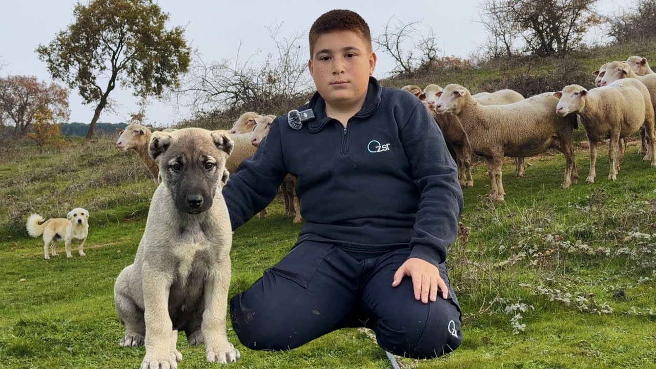 Geleceğin Tarım ve Hayvancılık Bakanı ! Çoban Mülayim 