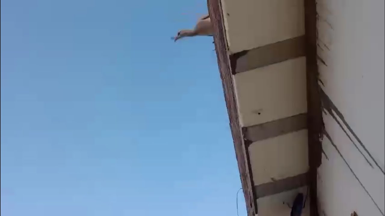 seriema em cima da casa