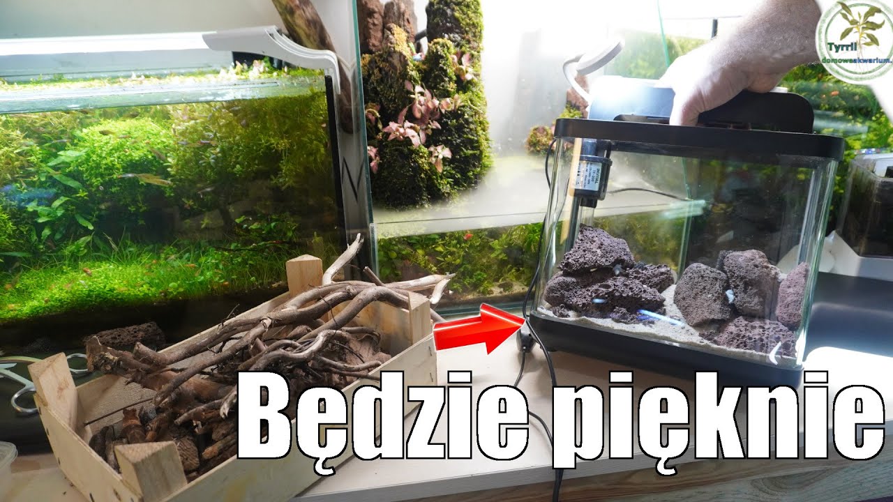 Zakładanie nietypowego akwarium. Prosta i ładna aranżacja  #akwarium #akwarystyka #invital