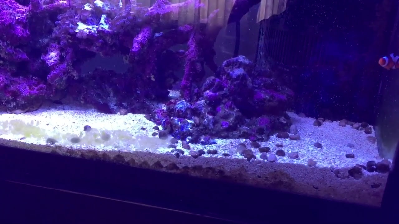 Think I'll remove my sandbed | bare bottom saltwater tank