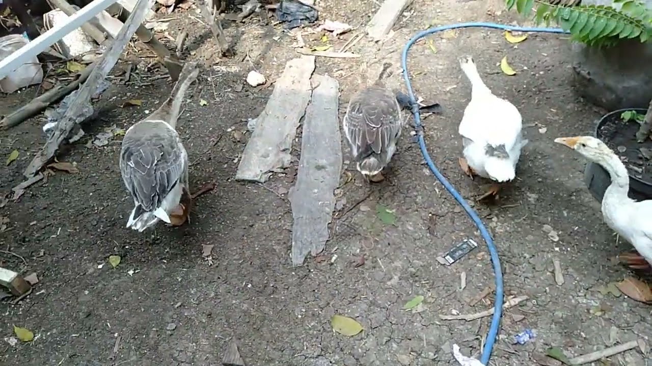 ANAK SOANG MAKIN BESAR