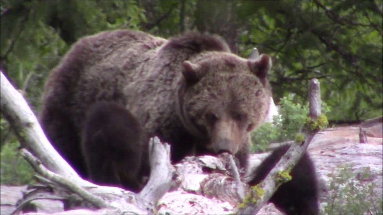 Monster grizzly bear with cubs at Pilgrim Creek, Grand Teton National Park