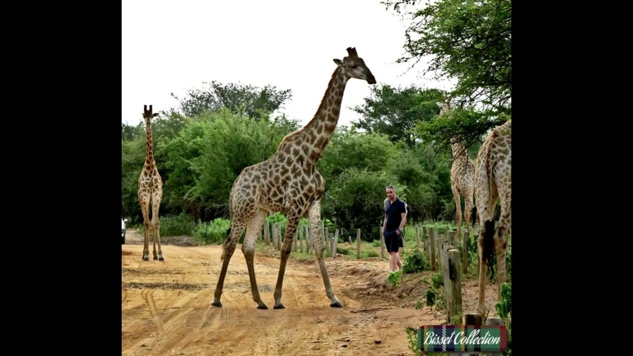 ElephantWarningZebra