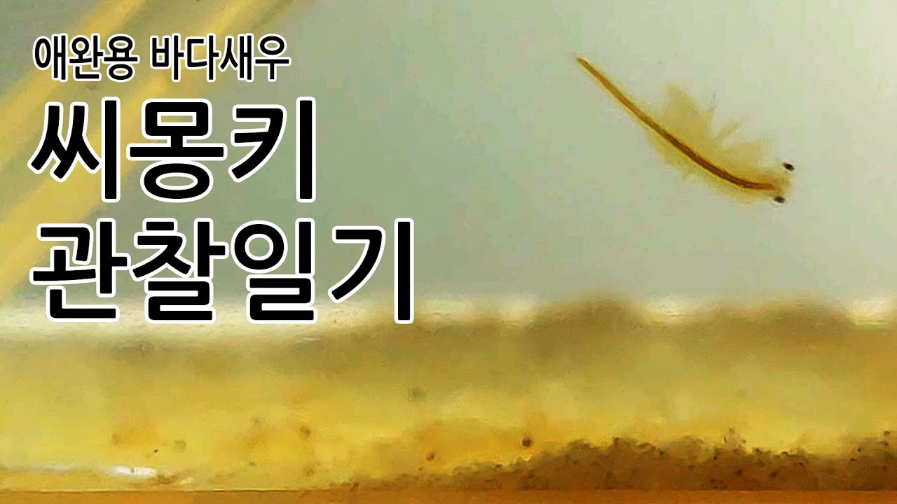 애완용 바다새우 씨몽키 관찰일기