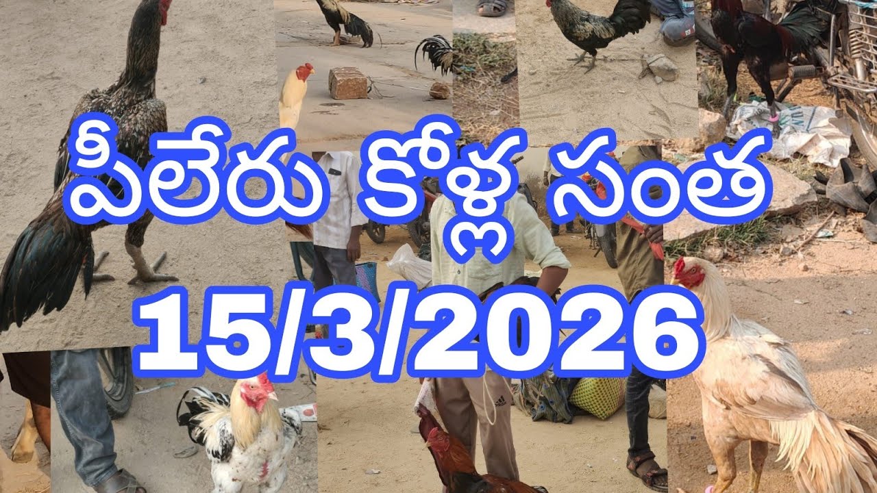 పీలేరు కోళ్ల సంత 15/3/2026