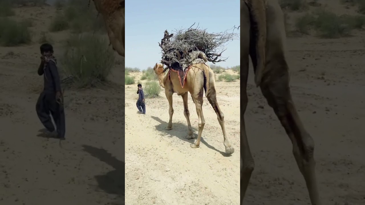 Beauty of Cholistan