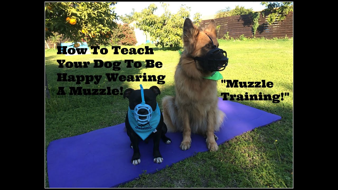 How To Teach Your Dog To Love Wearing A Muzzle.