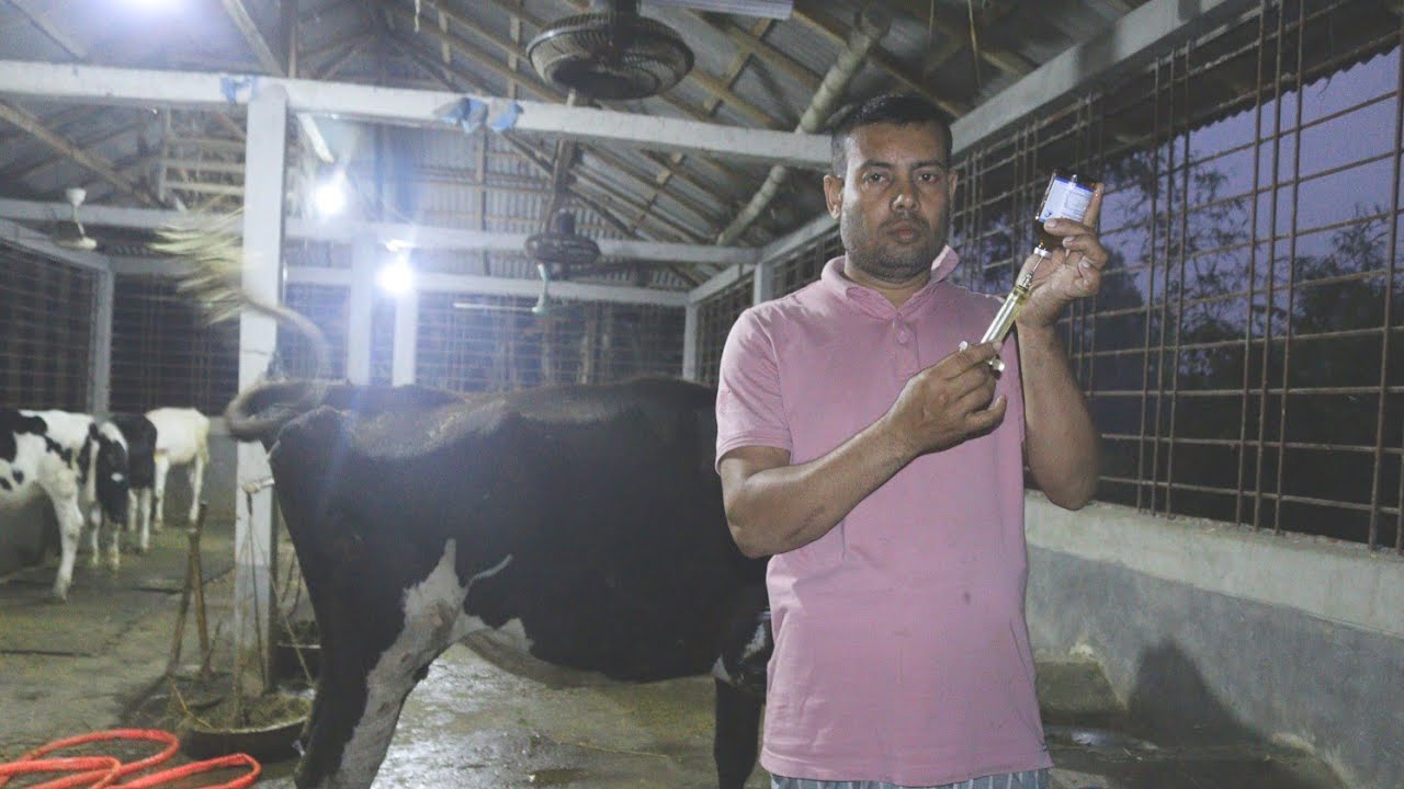 গরুর পা ফোলা /ব্যাথা তাড়াতাড়ি সুস্হ করার সহজ চিকিৎসা।।