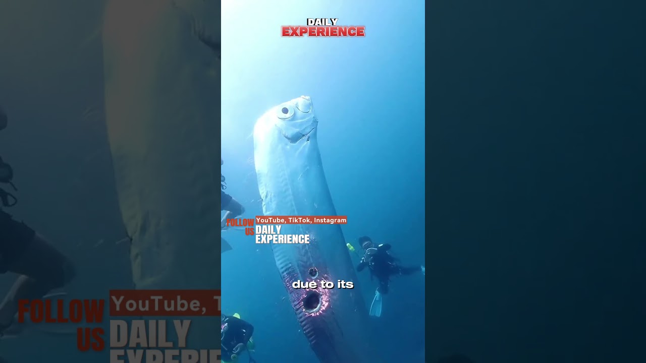 Dealfish are a ribbonfish species found in the North #north #fish #fishing #shark #fishingvideo