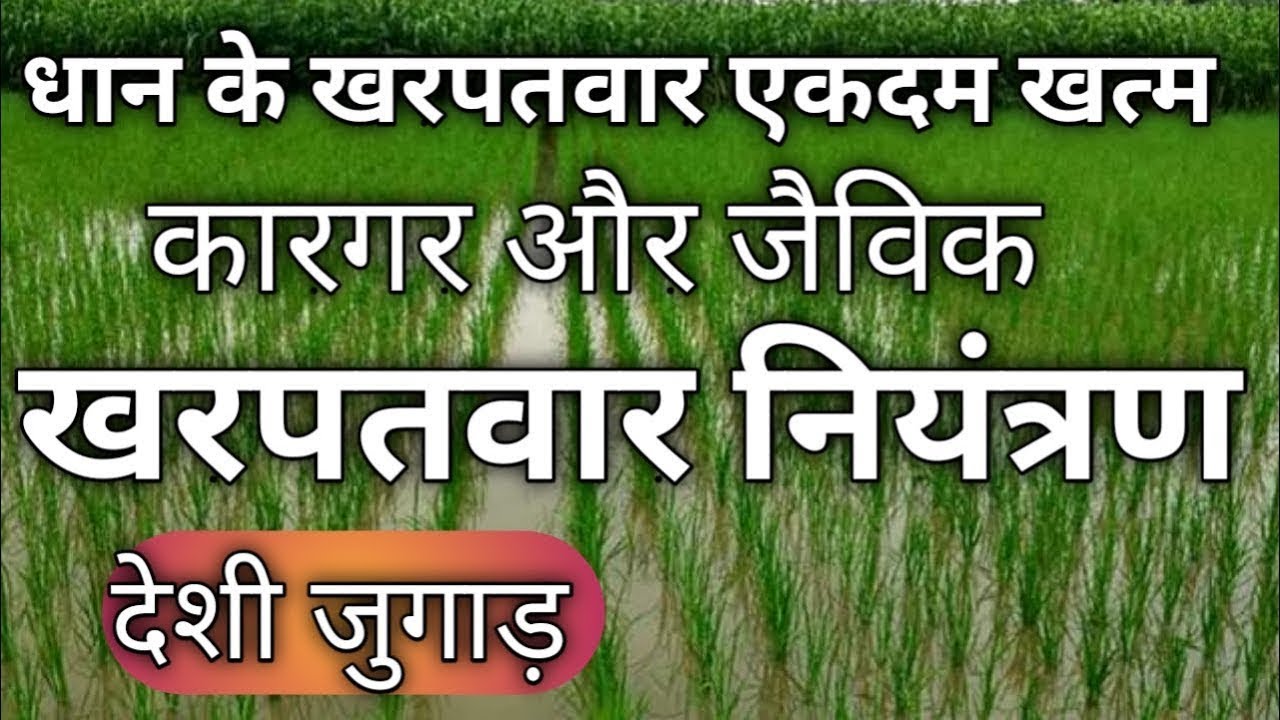 परेशान क्यों होते हो , अब नहीं होंगे धान में खरपतवार : Weed managment in paddy in organic farming