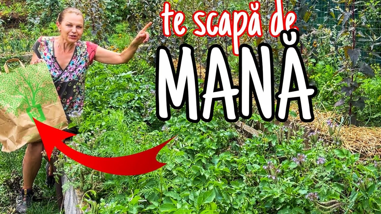 Combate mana la cartofi si rosii cu trei plante la indemana