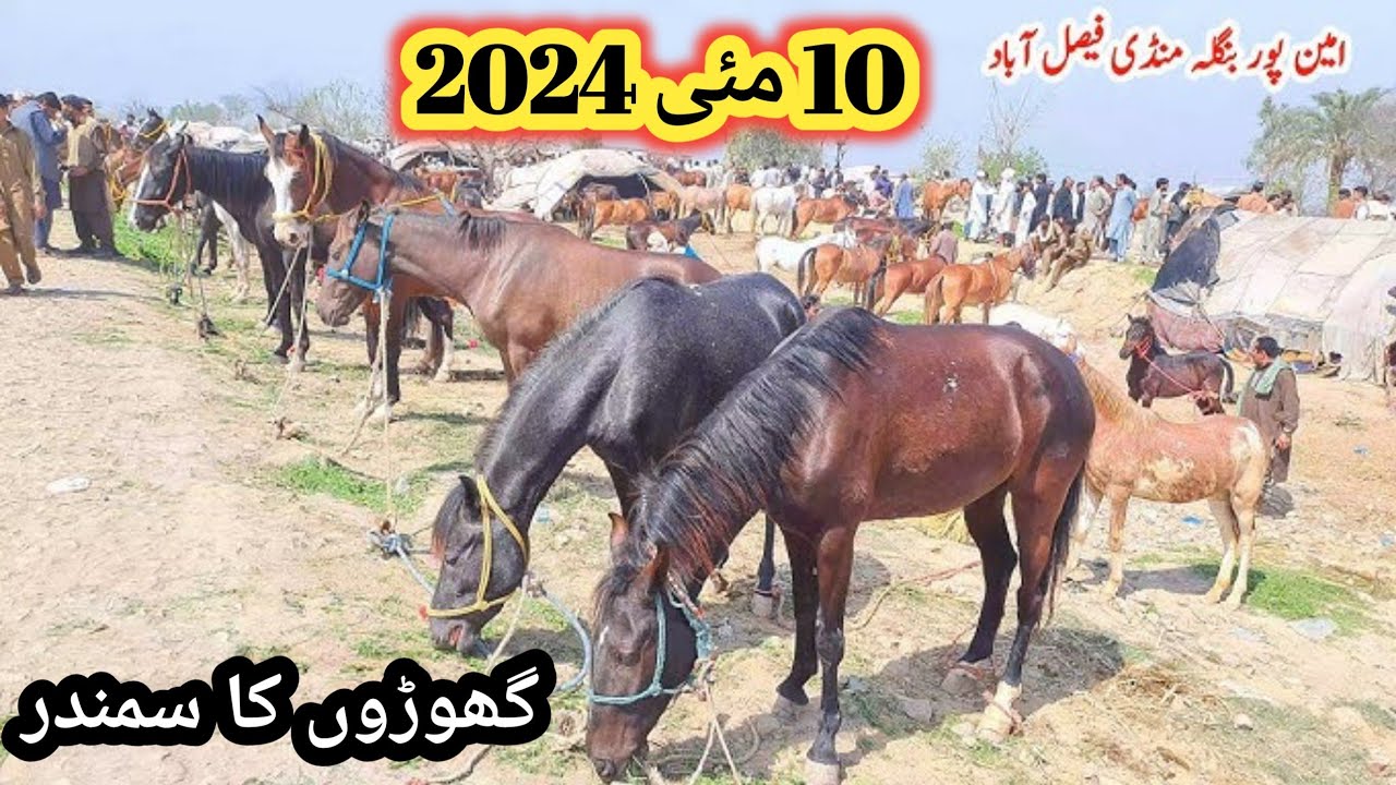 Horse Mandi Aminpur Bangla fasailabad 10 May 2024 || Mandi update