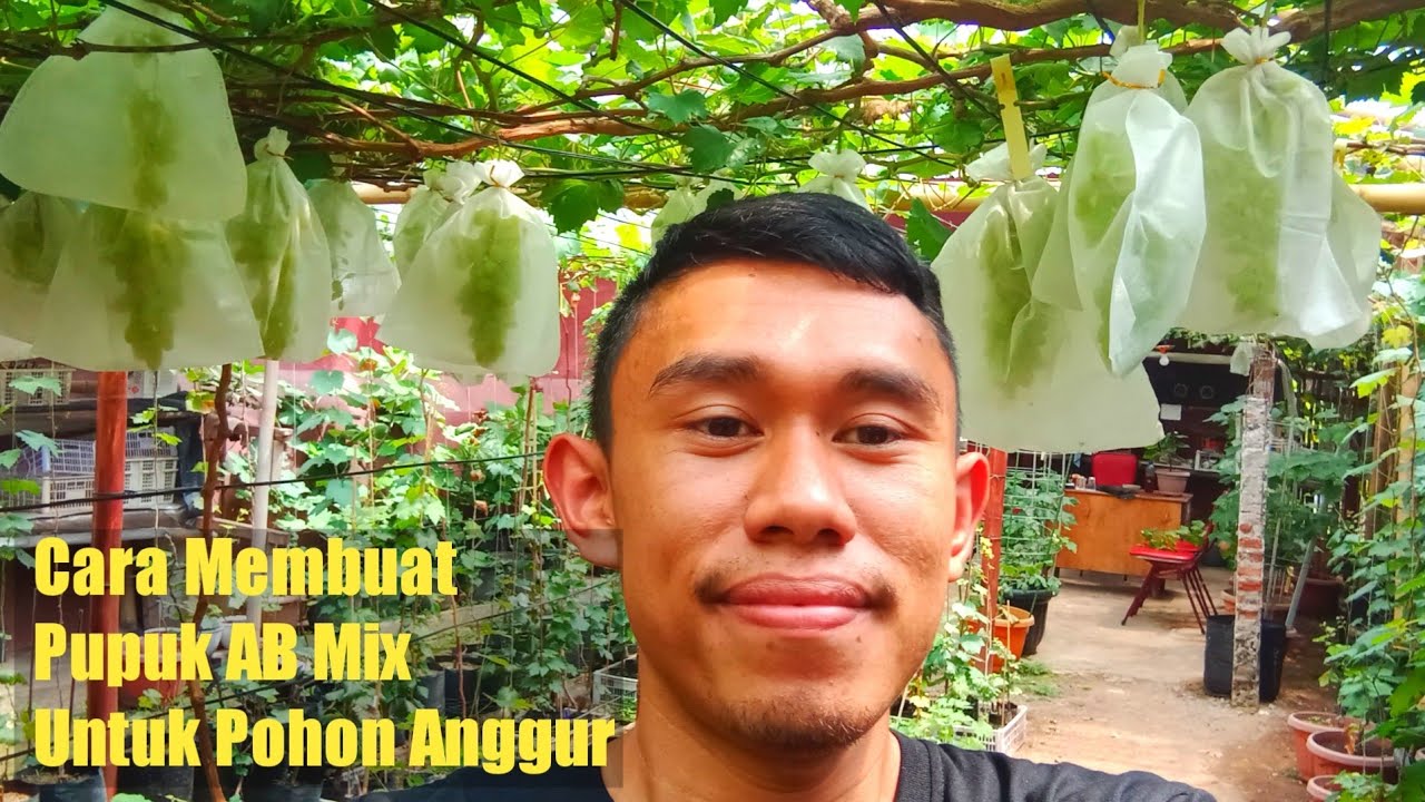 Cara Membuat Pupuk Nutrisi AB MIX Untuk Pohon Anggur Import❗