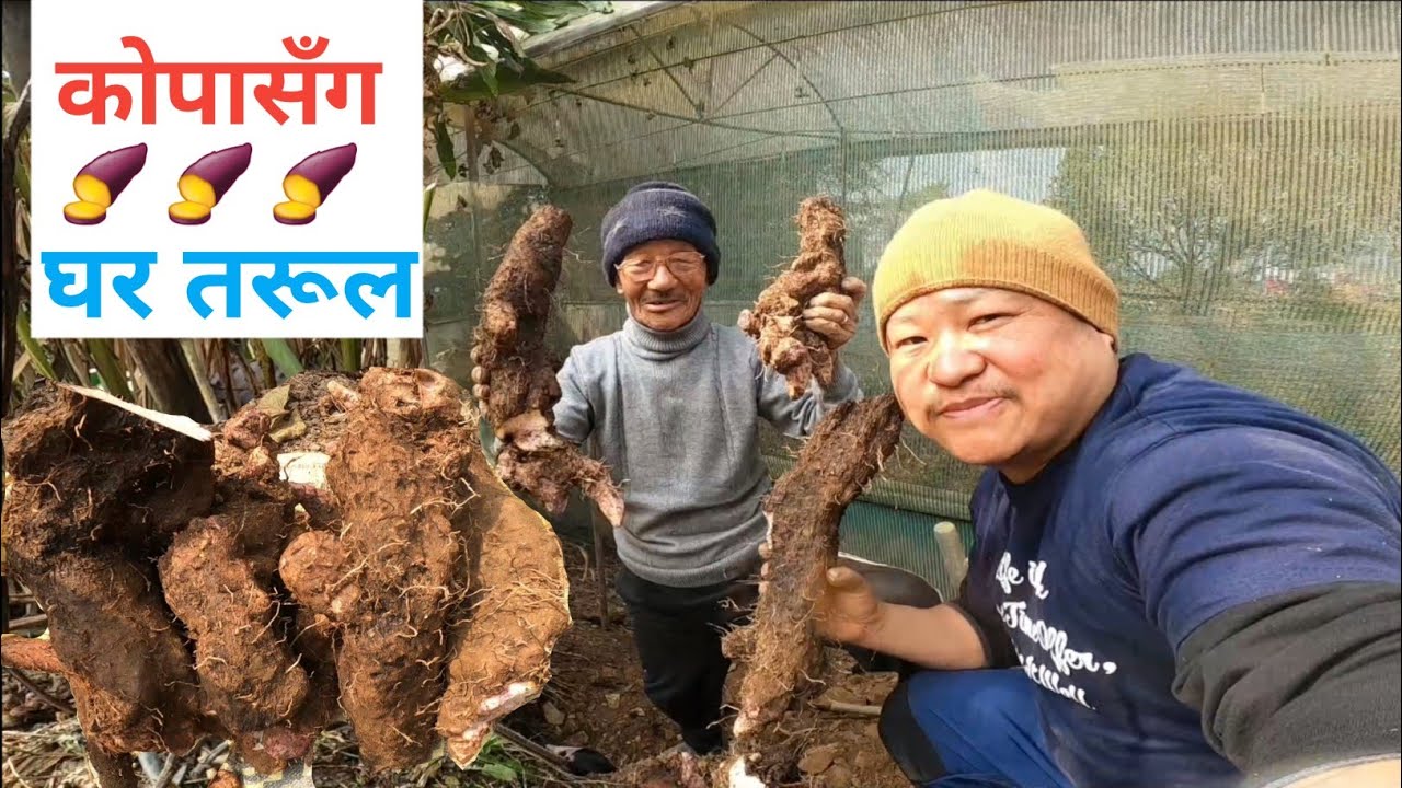 कोपा संग तरूल 🍠 खनियो/Ghar Tarul/Edible Roots Tarul Tubers Yam Roots/Sikkim/Nepali Vlog/Dirgabishal