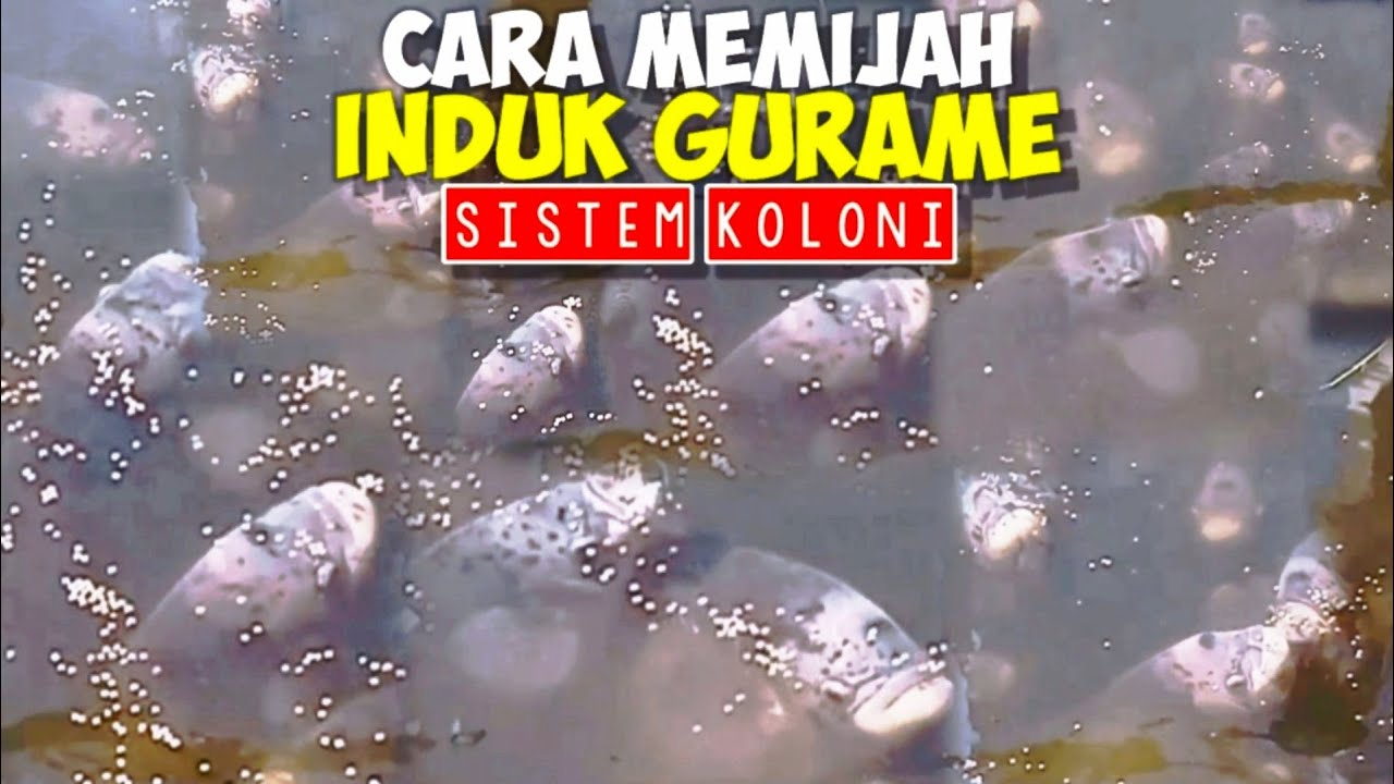 MEMIJAH INDUK GURAME SISTEM KOLONI DI KOLAM BETON‼️Bag.1