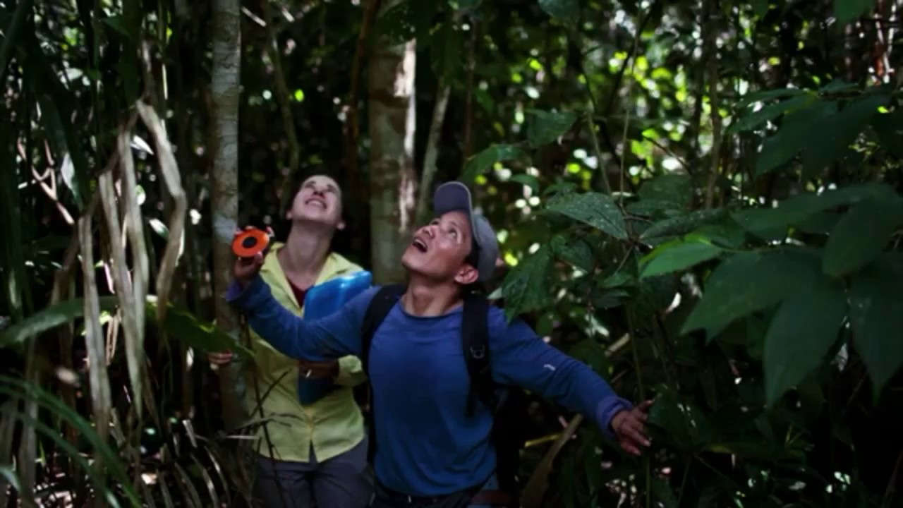 Amazon Wildfire