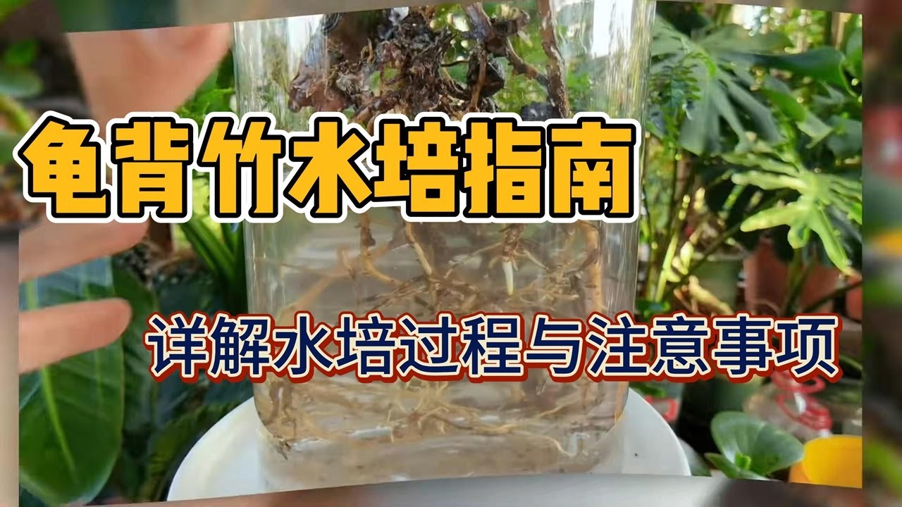 水培龟背竹，6步走 #水培龟背竹 #种植小技巧 #龟背竹养护方法