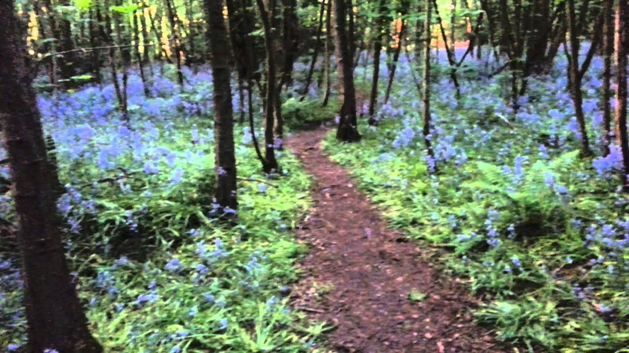 Banstead Woods -  Ruffet woods - Blue Bell Trail