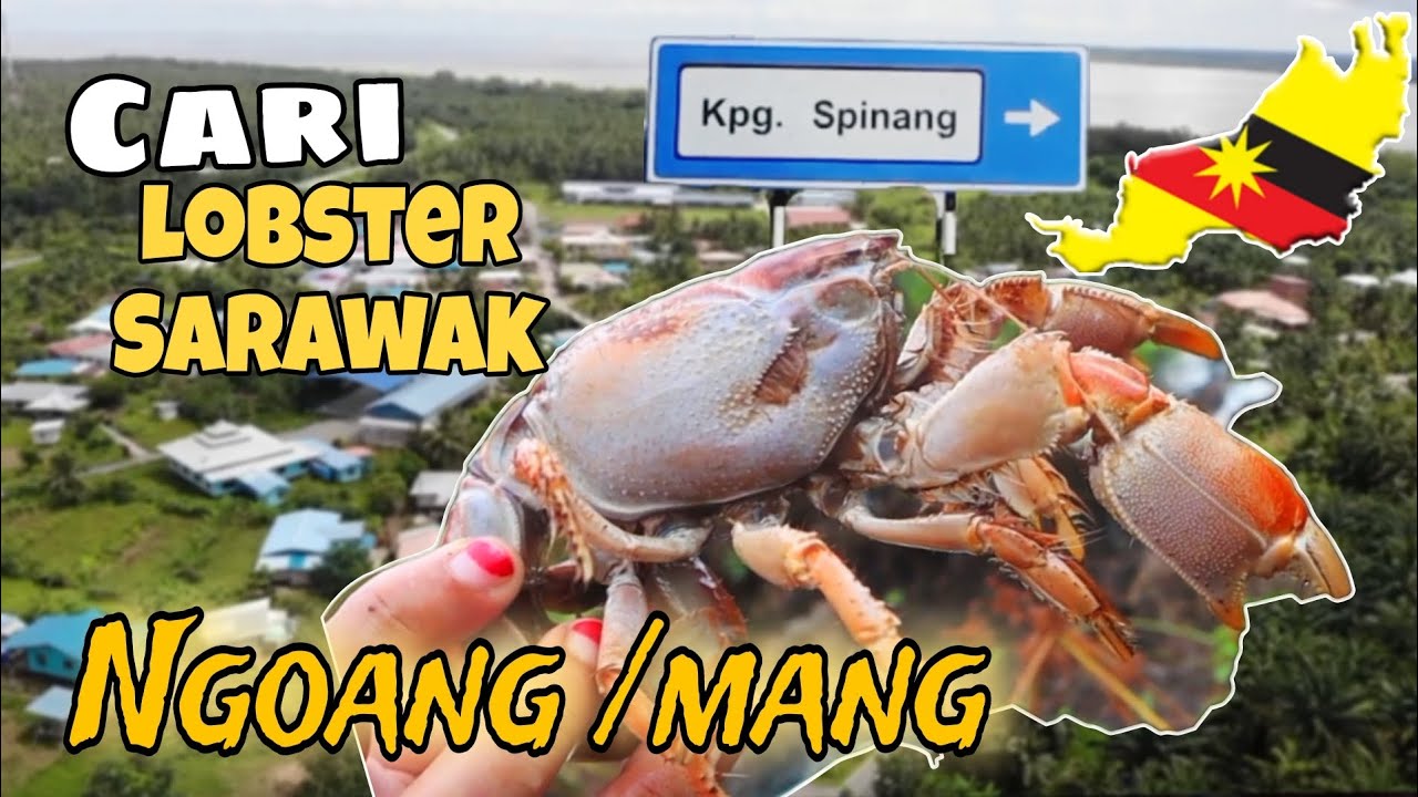 Cari Mang / Ngowang [ di Sarawak] Pengalaman Pertama aku