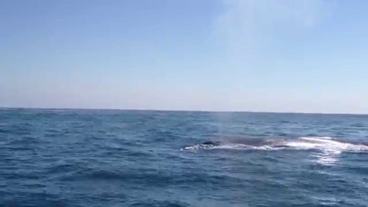 Blue Whale Newport Beach, CA  8/11/2013