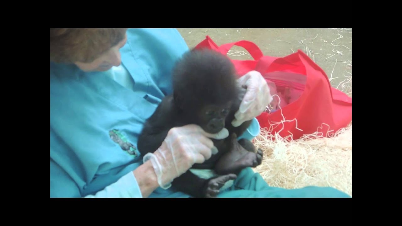 Kamoli - baby gorilla at Columbus Zoo
