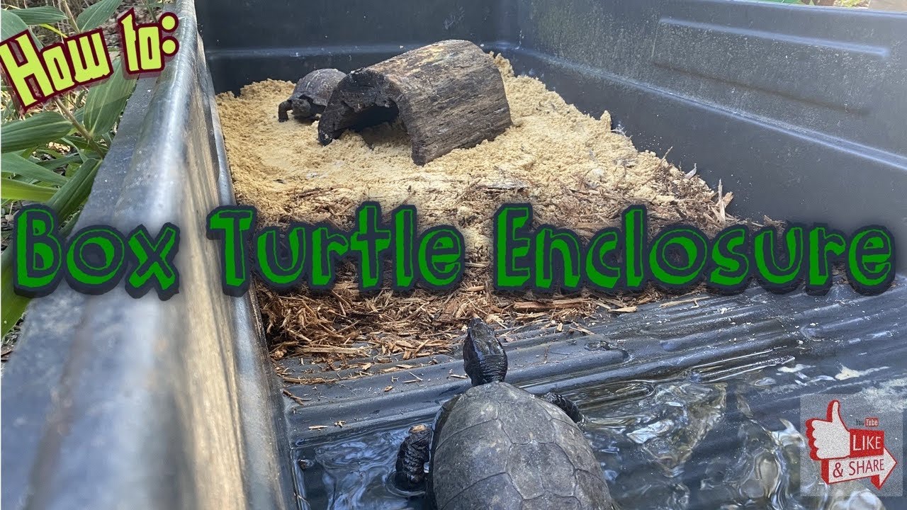 How To: Simple Turtle Enlosure