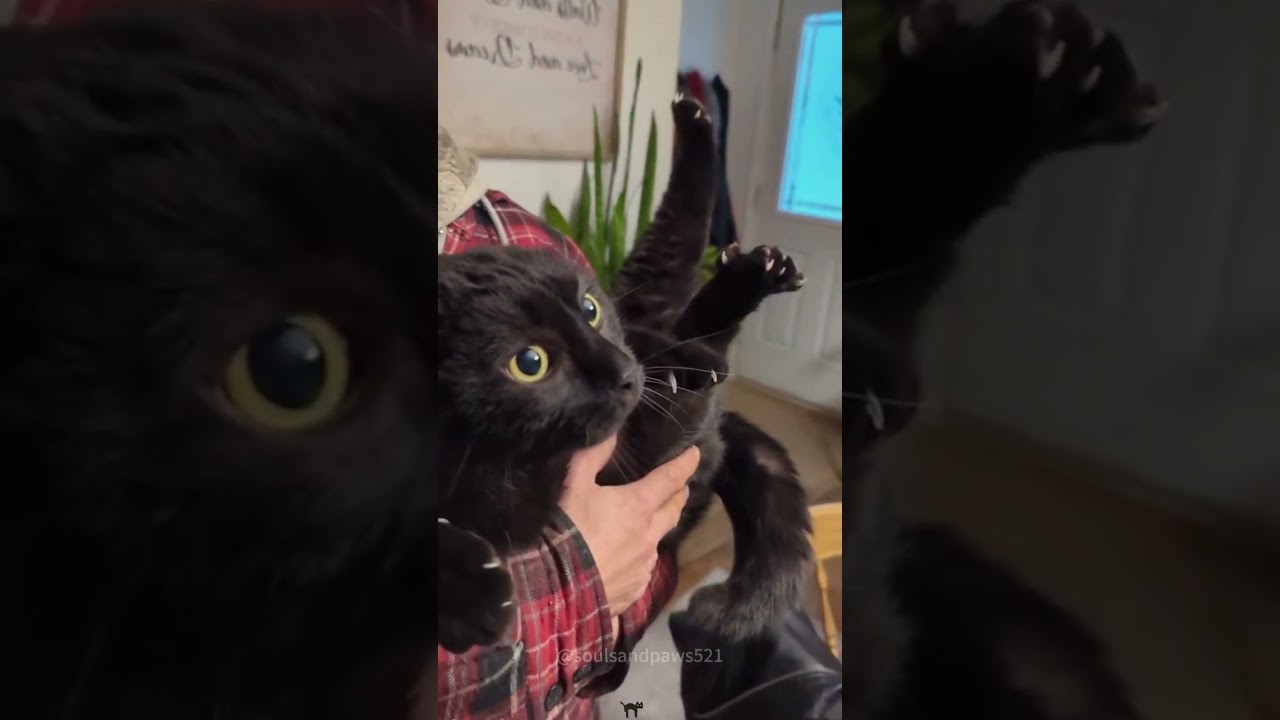 When you have a void cat 🐈&zwj;⬛ #cat #void #react #funny #blackcat