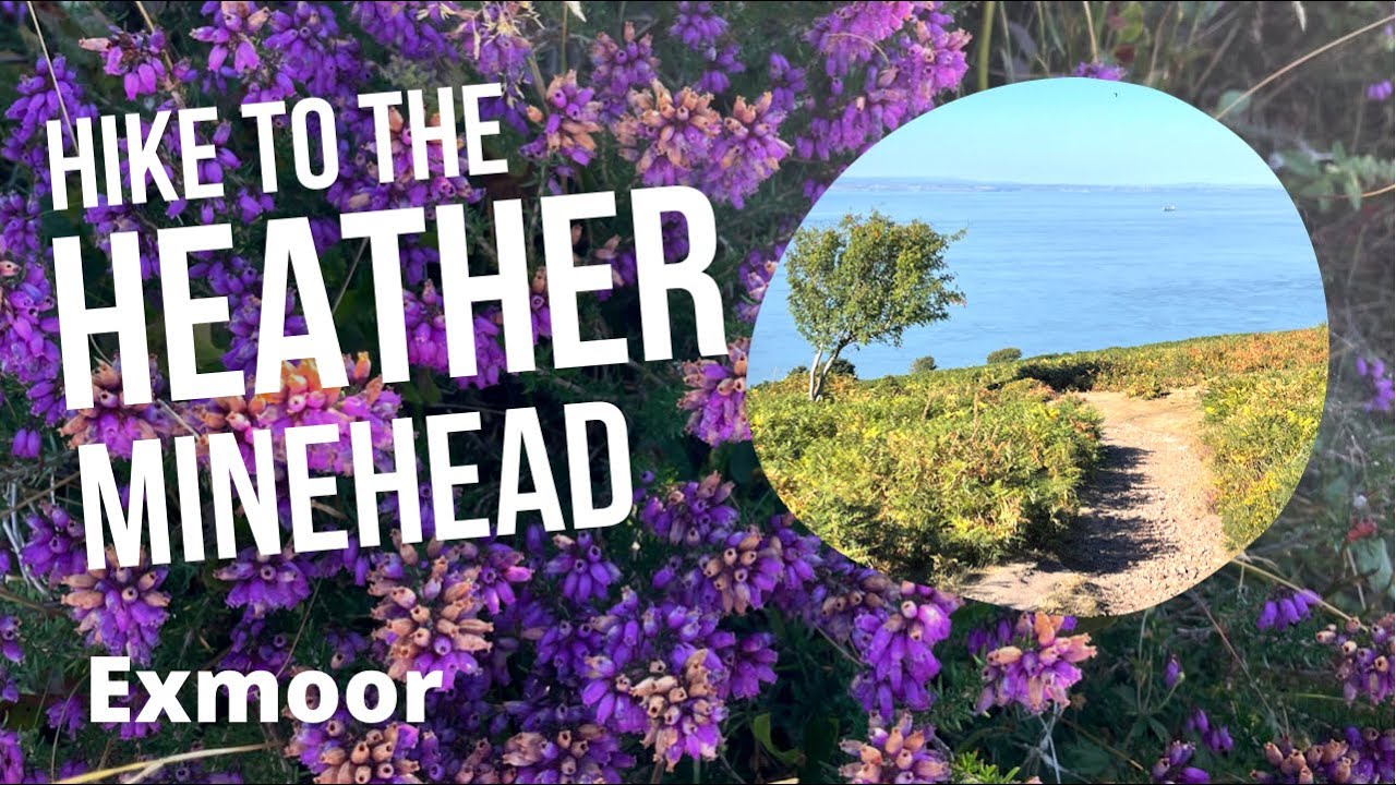 Minehead | Somerset | Exmoor | South West England | Hike up North Hill to see the Heather