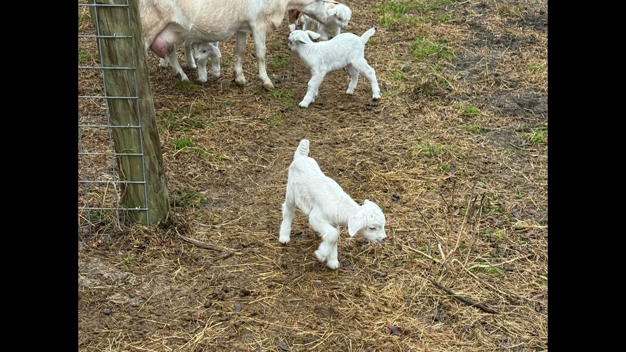 SeeWolf Farms' kids - a small collection
