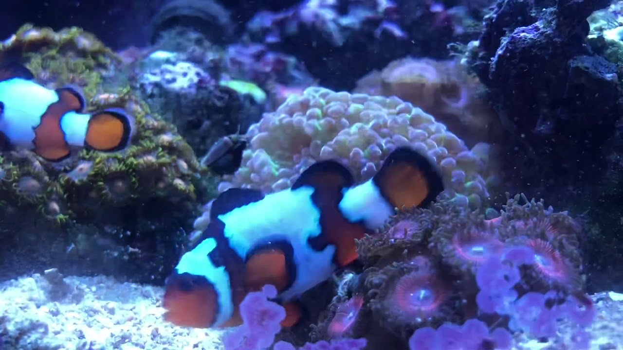 10 tips to get clownfish to spawn