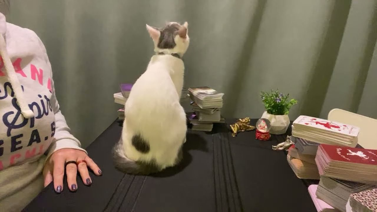 İletişimi olmayanlarda son durum? Ne yapmalıyım? Deste seç ile Tarot Açılımı 🥰 @aysegulerginvlog