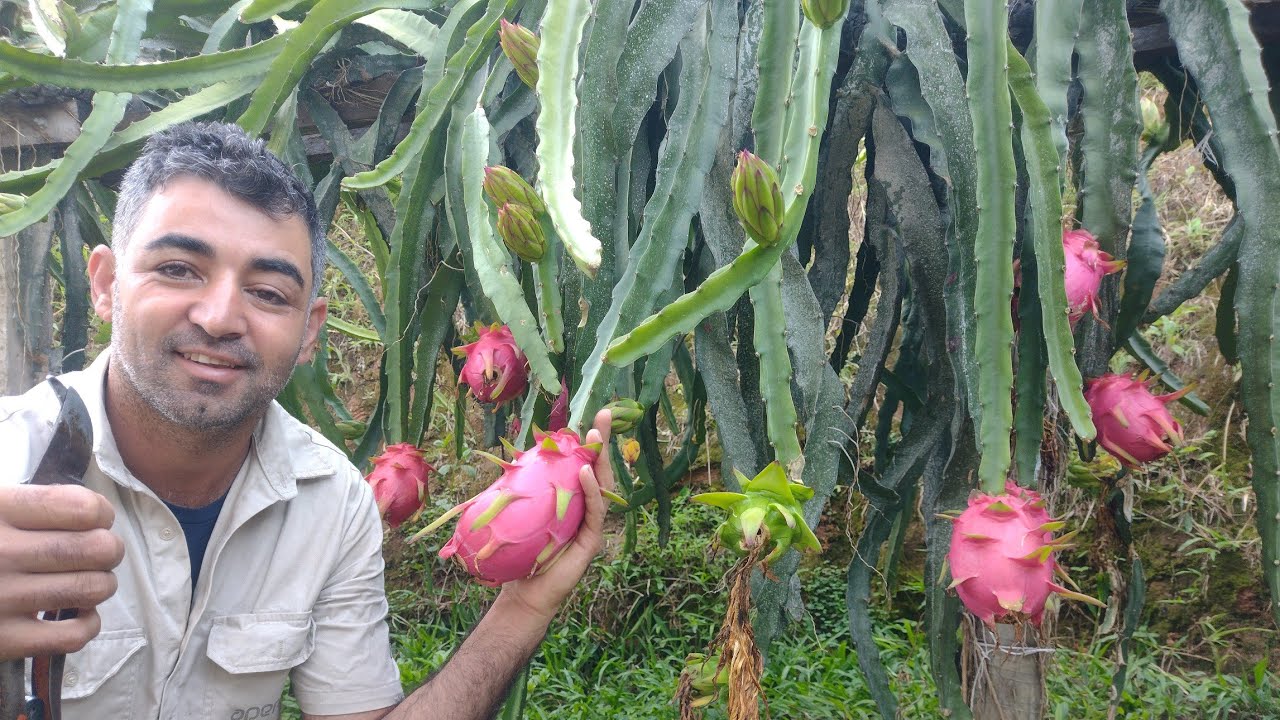 Variedade de pitaya Isis rosada.