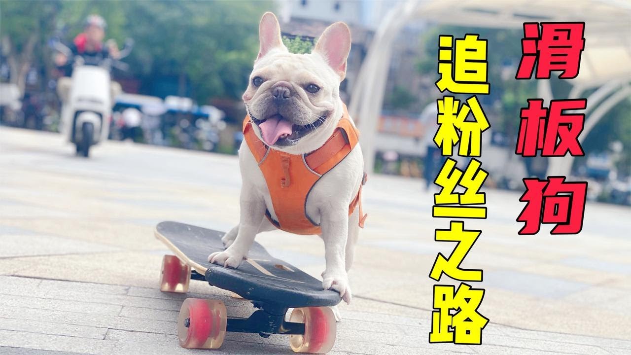 滑板狗闪现街边，挑战持续弯道，路人吃饭都不香只顾看表演！【小法斗球球】