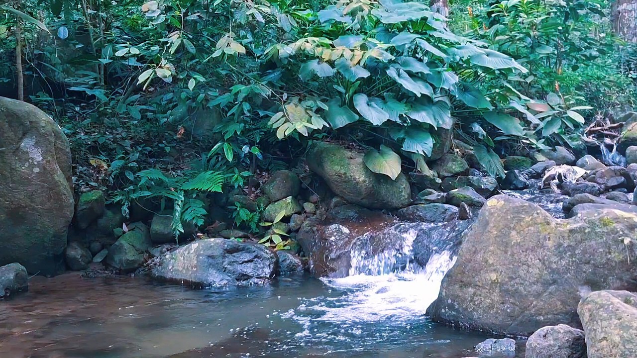 Soft River Sounds for Mental Relaxation