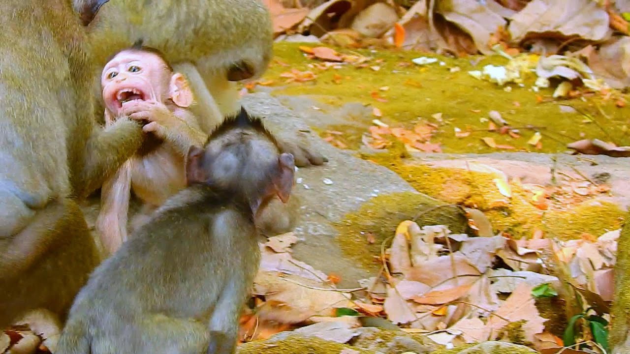 ...SO CUTE MONKEY...!