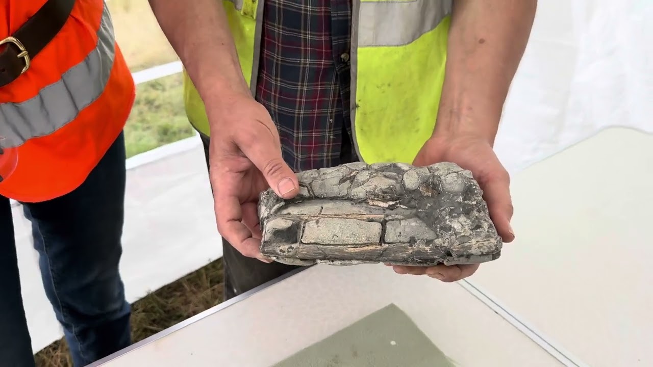 Ichthyosaur at the Hills Quarry Products dig 2025 #tuskforce 