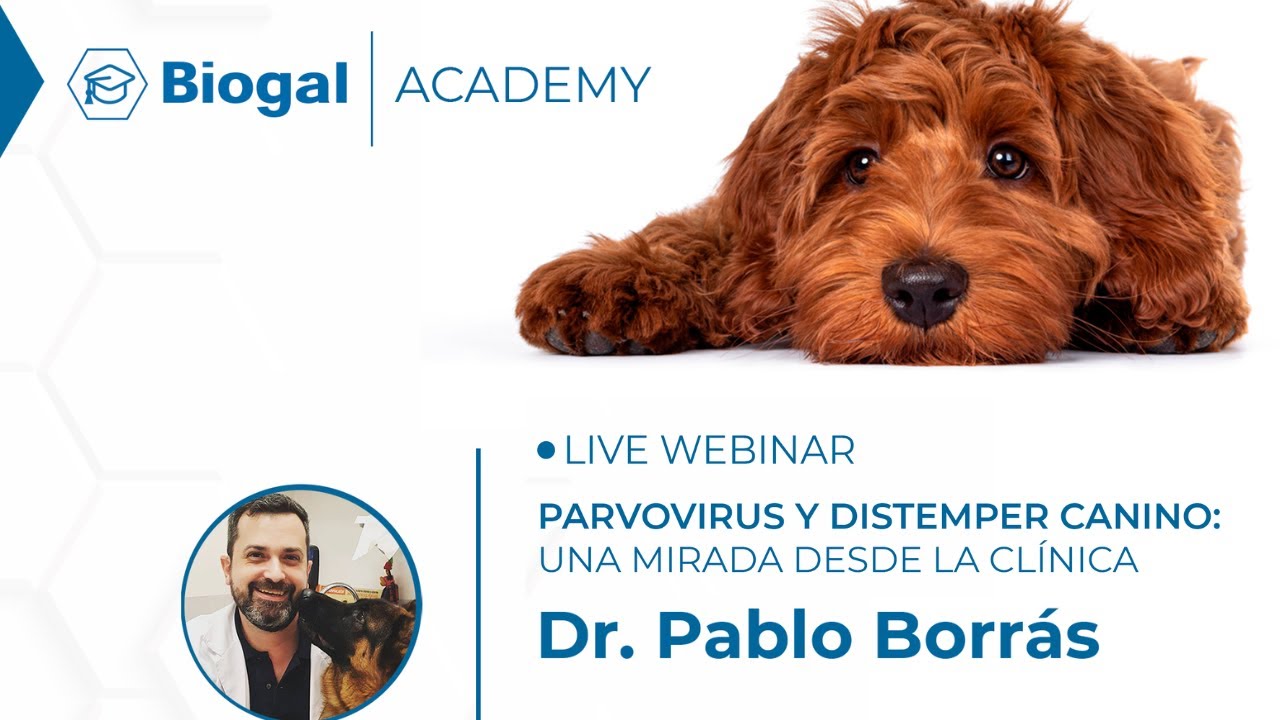 Webinar: Parvovirus y Distemper canino: una mirada desde la clínica